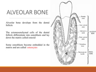 ALVEOLAR BONE
Alveolar bone develops from the dental
follicle
The ectomesenchymal cells of the dental
follicle differentiate into osteoblasts and lay
down the matrix called osteoid
Some osteoblasts become embedded in the
matrix and are called osteocytes
 