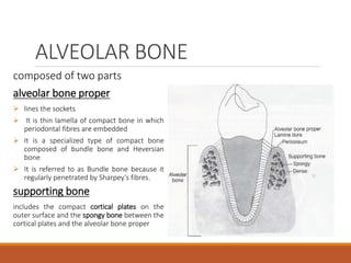 ALVEOLAR BONE
composed of two parts
alveolar bone proper
 lines the sockets
 It is thin lamella of compact bone in which
periodontal fibres are embedded
 It is a specialized type of compact bone
composed of bundle bone and Heversian
bone
 It is referred to as Bundle bone because it
regularly penetrated by Sharpey’s fibres.
supporting bone
includes the compact cortical plates on the
outer surface and the spongy bone between the
cortical plates and the alveolar bone proper
 