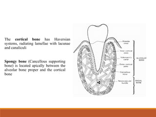 The cortical bone has Haversian
systems, radiating lamellae with lacunae
and canaliculi
Spongy bone (Cancellous supporting
bone) is located apically between the
alveolar bone proper and the cortical
bone
 
