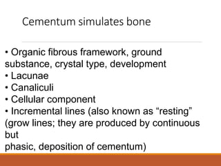 Cementum simulates bone
• Organic fibrous framework, ground
substance, crystal type, development
• Lacunae
• Canaliculi
• Cellular component
• Incremental lines (also known as “resting”
(grow lines; they are produced by continuous
but
phasic, deposition of cementum)
 