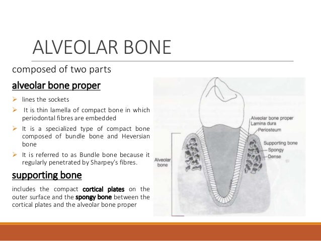 periodontium interradicular bone