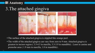 Anatomy
01
10
The surface of the attached gingiva is stippled like orange peel.
The width of the attached gingiva can vary from zero to 9 mm. Attached gingiva is
greatest in incisor region ( 3.5-4.5 in maxilla, 3.3-3.9 in mandible) . Least in canine and
premolar area ( 1.9 mm in maxilla, 1.8 in mandible) .
3.The attached gingiva
 
