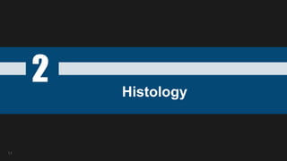 2 Histology
11
 