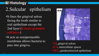 14
2.Sulcular epithelium
It lines the gingival sulcus
facing the tooth similar to
oral epithelium except the
2nd layer (it lacks granular
cell layer)
It acts as semipermeable
membrane allows bacteria to
pass into gingiva.
Histology
02
GS, gingival sulcus
ICS, intercellular spaces
PKC, parakeratinized epithelium
 