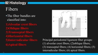 16
Fibers
The fiber bundles are
classified into:
1)Alveolar crest fibers
2)Oblique fibers
3)Transseptal fibers
4)Horizontal fibers
5)Interradicular fibers
6)Apical fibers
Histology
02
Principal periodontal ligament fiber groups:
(1) alveolar crest fibers; (2)oblique fibers;
(3) transseptal fibers; (4) horizontal fibers; (5)
interradicular fibers; (6) apical fibers.
 