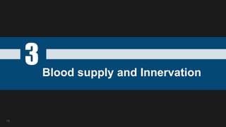 3Blood supply and Innervation
19
 