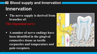 21
Innervation
 The nerve supply is derived from
branches of:
The trigeminal nerve
 A number of nerve endings have
been identified in the gingival
connective tissue as tactile
corpuscles and temperature and
pain receptors.
Blood supply and Innervation
03
 