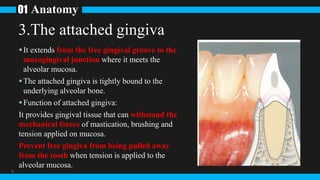 Anatomy
01
9
It extends from the free gingival groove to the
mucogingival junction where it meets the
alveolar mucosa.
The attached gingiva is tightly bound to the
underlying alveolar bone.
Function of attached gingiva:
It provides gingival tissue that can withstand the
mechanical forces of mastication, brushing and
tension applied on mucosa.
Prevent free gingiva from being pulled away
from the tooth when tension is applied to the
alveolar mucosa.
3.The attached gingiva
 