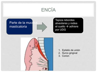 Tapiza rebordes
alveolares y rodea
el cuello  adhiere
por UDG
ENCÍA
Parte de la mucosa
masticatoria
1. Epitelio de unión
2. Surco gingival
3. Corion
 