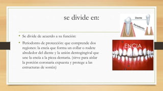 Periodonto de protección.pptx