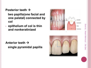 Posterior teeth 
two papilla(one facial and
one palatal) connected by
col
• epithelium of col is thin
and nonkeratinized
Anterior teeth 
single pyramidal papilla
Doneby:WeamMahmoud,OlaQatu
 