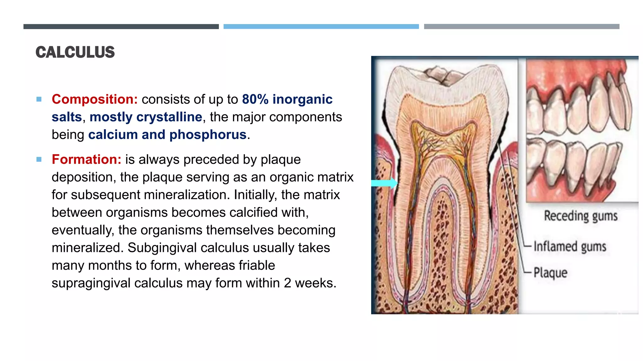 CALCULUS
 Composition: consists of up to 80% inorganic
salts, mostly crystalline, the major components
being calcium and phosphorus.
 Formation: is always preceded by plaque
deposition, the plaque serving as an organic matrix
for subsequent mineralization. Initially, the matrix
between organisms becomes calcified with,
eventually, the organisms themselves becoming
mineralized. Subgingival calculus usually takes
many months to form, whereas friable
supragingival calculus may form within 2 weeks.
 
