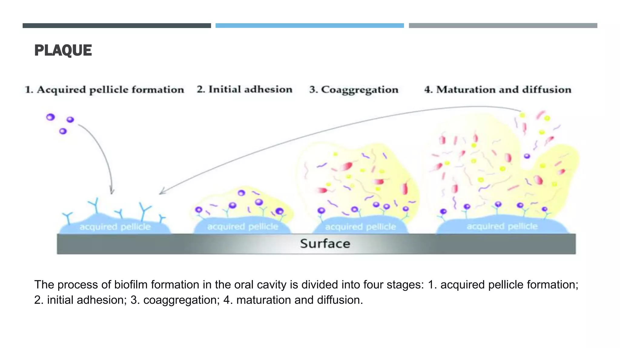 PLAQUE
The process of biofilm formation in the oral cavity is divided into four stages: 1. acquired pellicle formation;
2. initial adhesion; 3. coaggregation; 4. maturation and diffusion.
 