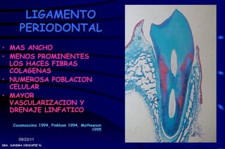 LIGAMENTO
         PERIODONTAL
• MAS ANCHO
• MENOS PROMINENTES
  LOS HACES FIBRAS
  COLAGENAS
• NUMEROSA POBLACION
  CELULAR
• MAYOR
  VASCULARIZACION Y
  DRENAJE LINFATICO

      Casamassimo 1994, Pinkham 1994, Mathewson
                                           1995

         09/23/11
DRA. SANDRA HINCAPIE N.
 