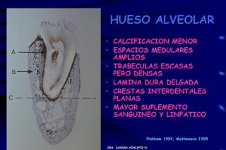 HUESO ALVEOLAR
           • CALCIFICACION MENOR
           • ESPACIOS MEDULARES
             AMPLIOS
           • TRABECULAS ESCASAS
             PERO DENSAS
           • LAMINA DURA DELGADA
           • CRESTAS INTERDENTALES
             PLANAS
           • MAYOR SUPLEMENTO
             SANGUINEO Y LINFATICO


09/23/11                         Pinkham 1994, Mathewson 1995

           DRA. SANDRA HINCAPIE N.
 