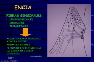 ENCIA
       FIBRAS GINGIVALES:
       • DENTOGINGIVALES
       • CIRCULARES
       • TRANSEPTALES




        •ADAPTAR ENCIA MARGINAL
        CONTRA DIENTE
        •PROVEER RIGIDEZ
        •UNION DE ENCIA MARGINAL
        AL CEMENTO Y ENCIA
        ADHERIDA
                          Rateitschak 1985
         09/23/11
DRA. SANDRA HINCAPIE N.
 