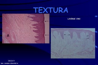 TEXTURA
                                LAVERDE 1983




         09/23/11
DRA. SANDRA HINCAPIE N.
 