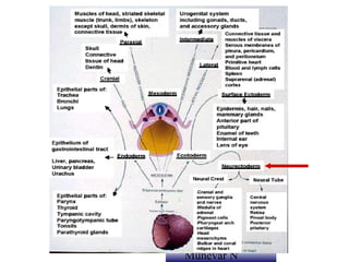 Dr. Juan Carlos
Munévar N
 