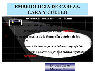 EMBRIOLOGIA DE CABEZA,
           CARA Y CUELLO

El embrión constituido por 3 capas germinativas
             formación del pliegue rostral (cabeza).
El tubo neural resulta de la formación y fusión de los
pliegues neurales
             sumergiéndose bajo el ectodermo superficial.
             la porción anterior sufre una masiva expansión
             (cerebro)


                                 Dr. Juan Carlos
                                 Munévar N
 