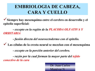 EMBRIOLOGIA DE CABEZA,
             CARA Y CUELLO
Siempre hay mesenquima entre el cerebro en desarrollo y el
epitelio superficial:
     - excepto en la región de la PLACODA OLFATIVA Y
ORBITARIA
       - fusión directa del neuroectodermo con el epitelio.
 Las células de la cresta neural se mezclan con el mesenquima
       - excepto en la porción anterior del cerebro.
       - razón por la cual forman la mayor parte del tejido
conectivo de la cara
                                    Dr. Juan Carlos
                                    Munévar N
 