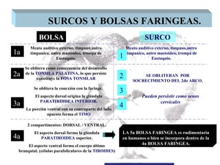 SURCOS Y BOLSAS FARINGEAS.
            BOLSA                                                    SURCO
       Meato auditivo externo, tímpano,antro                Meato auditivo externo, tímpano,antro
1a     timpanico, antro mastoideo, trompa de                timpanico, antro mastoideo, trompa de
                     Eustaquio.                         1                 Eustaquio.

     Se oblitera como consecuencia del desarrollo
2a   de la TONSILA PALATINA, lo que persiste
           constituye la FOSA TONSILAR                  2          SE OBLITERAN POR
                                                               SOCRECIMIENTO DEL 2do ARCO.
         Se oblitera la conexión con la faringe.
                                                        3
          El aspecto dorsal origina la glándula                     Pueden persistir como senos
             PARATIROIDEA INFERIOR.
3a                                                      4
                                                                            cervicales
     La porción ventral con su contraparte del lado
                opuesto forma el TIMO

      2 compartimentos: DORSAL / VENTRAL.
         El aspecto dorsal forma la glándula             LA 5a BOLSA FARINGEA es rudimentaria
4a           PARATIROIDEA superior.                      en humanos o bien se incorpora dentro de la
      El aspecto ventral forma el cuerpo último                  4a BOLSA FARINGEA.
 branquial. (células parafoliculares de la TIROIDES)   Dr. Juan Carlos
                                                       Munévar N
 
