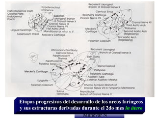 Etapas progresivas del desarrollo de los arcos faríngeos
y sus estructuras derivadas durante el 2do mes in útero
                            Dr. Juan Carlos
                            Munévar N
 