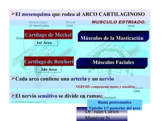 El mesenquima que rodea al ARCO CARTILAGINOSO
                                      MUSCULO ESTRIADO.


      Cartílago de Meckel
                                Músculos de la Masticación
           1er Arco



     Cartílago de Reichert             Músculos Faciales
             2do Arco

Cada arco contiene una arteria y un nervio
                             NERVIO: componente motor y sensitivo

El nervio sensitivo se divide en ramas:
                                          Rama postrematica
                                     Epitelio 1/3 posterior del arco
                                  Dr. Juan Carlos
                                  Munévar N
 