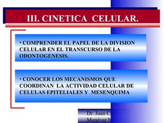 III. CINETICA CELULAR.
  III. CINETICA CELULAR.

• COMPRENDER EL PAPEL DE LA DIVISION
CELULAR EN EL TRANSCURSO DE LA
ODONTOGENESIS.



• CONOCER LOS MECANISMOS QUE
COORDINAN LA ACTIVIDAD CELULAR DE
CELULAS EPITELIALES Y MESENQUIMA


                    Dr. Juan Carlos
                    Munévar N
 