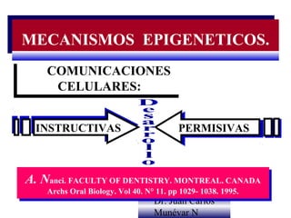 MECANISMOS EPIGENETICOS.
MECANISMOS EPIGENETICOS.
   COMUNICACIONES
   COMUNICACIONES
    CELULARES:
    CELULARES:

 INSTRUCTIVAS
 INSTRUCTIVAS                            PERMISIVAS
                                         PERMISIVAS



A. Nanci. FACULTY OF DENTISTRY. MONTREAL. CANADA
A. Nanci. FACULTY OF DENTISTRY. MONTREAL. CANADA
    Archs Oral Biology. Vol 40. N° 11. pp 1029- 1038. 1995.
    Archs Oral Biology. Vol 40. N° 11. pp 1029- 1038. 1995.
                                  Dr. Juan Carlos
                                  Munévar N
 