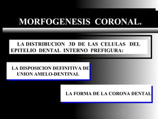 MORFOGENESIS CORONAL.
 MORFOGENESIS CORONAL.

  LA DISTRIBUCION 3D DE LAS CELULAS DEL
EPITELIO DENTAL INTERNO PREFIGURA:


LA DISPOSICION DEFINITIVA DE
LA DISPOSICION DEFINITIVA DE
  UNION AMELO-DENTINAL
  UNION AMELO-DENTINAL


                   LA FORMA DE LA CORONA DENTAL
                   LA FORMA DE LA CORONA DENTAL


                         Dr. Juan Carlos
                         Munévar N
 