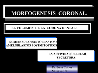 MORFOGENESIS CORONAL.
  MORFOGENESIS CORONAL.

   EL VOLUMEN DE LA CORONA DENTAL:



 NUMERO DE ODONTOBLASTOS //
  NUMERO DE ODONTOBLASTOS
AMELOBLASTOS POSTMITOTICOS
AMELOBLASTOS POSTMITOTICOS

                      LA ACTIVIDAD CELULAR
                      LA ACTIVIDAD CELULAR
                           SECRETORA
                           SECRETORA


                        Dr. Juan Carlos
                        Munévar N
 