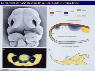 La expresión de PAX9 identifica las regiones donde se forman dientes




                                          Dr. Juan Carlos
                                          Munévar N
 