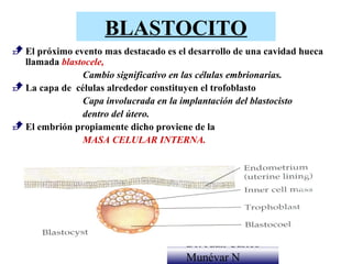 BLASTOCITO
 El próximo evento mas destacado es el desarrollo de una cavidad hueca
  llamada blastocele,
               Cambio significativo en las células embrionarias.
 La capa de células alrededor constituyen el trofoblasto
               Capa involucrada en la implantación del blastocisto
               dentro del útero.
 El embrión propiamente dicho proviene de la
               MASA CELULAR INTERNA.




                                        Dr. Juan Carlos
                                        Munévar N
 