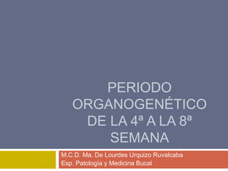PERIODO
   ORGANOGENÉTICO
    DE LA 4ª A LA 8ª
       SEMANA
M.C.D. Ma. De Lourdes Urquizo Ruvalcaba
Esp. Patología y Medicina Bucal
 