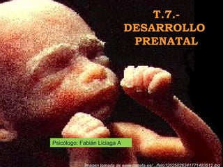 T.7.-
DESARROLLO
PRENATAL
Imagen tomada de www.gaceta.es/.../feto12025026341771483512.jpg
Psicólogo: Fabián Liciaga A
 
