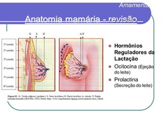 Amamentação 
Anatomia mamária - revisão 
 Hormônios 
Reguladores da 
Lactação 
 Ocitocina (Ejeção 
do leite) 
 Prolactina 
(Secreção do leite) 
 