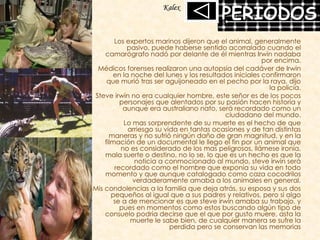 Los expertos marinos dijeron que el animal, generalmente pasivo, puede haberse sentido acorralado cuando el camarógrafo nadó por delante de él mientras Irwin nadaba por encima. Médicos forenses realizaron una autopsia del cadáver de Irwin en la noche del lunes y los resultados iniciales confirmaron que murió tras ser aguijoneado en el pecho por la raya, dijo la policía. Steve irwin no era cualquier hombre, este señor es de los pocos personajes que alentados por su pasión hacen historia y aunque era australiano nato, será recordado como un ciudadano del mundo. Lo mas sorprendente de su muerte es el hecho de que arriesgo su vida en tantas ocasiones y de tan distintas maneras y no sufrió ningún daño de gran magnitud, y en la filmación de un documental le llego el fin por un animal que no es considerado de los mas peligrosos, llámese ironía, mala suerte o destino, no lo se, lo que es un hecho es que la noticia a conmocionado al mundo, steve irwin será recordado como el hombre que exponía su vida en todo momento y que aunque catalogado como caza cocodrilos verdaderamente amaba a los animales en general. Mis condolencias a la familia que deja atrás, su esposa y sus dos pequeños al igual que a sus padres y relativos, pero si algo se a de mencionar es que steve irwin amaba su trabajo, y pues en momentos como estos buscando algún tipo de consuelo podría decirse que el que por gusto muere, asta la muerte le sabe bien, de cualquier manera se sufre la perdida pero se conservan las memorias Kalex 