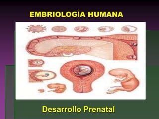 EMBRIOLOGÍA HUMANA Desarrollo Prenatal 