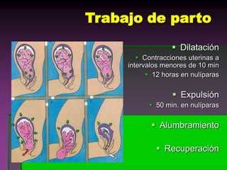Aparecen los arcos faríngeosLCR 4mm