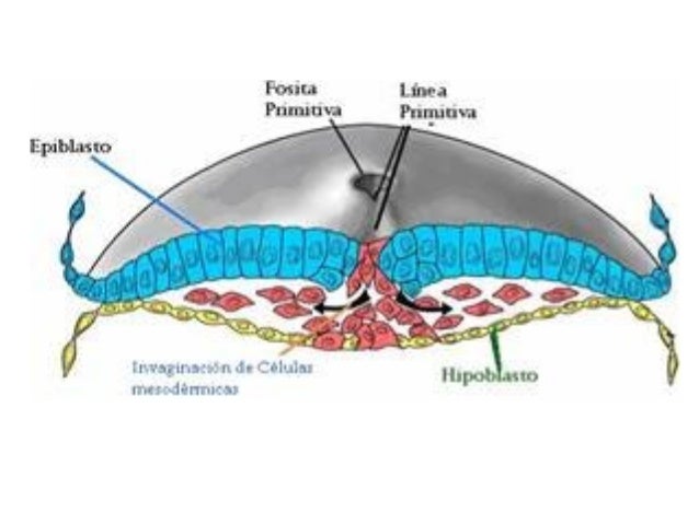 Resultado de imagen para conducto neuroentérico
