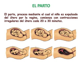 El parto, proceso mediante el cual el niño es expulsado
del útero por la vagina, comienza con contracciones
irregulares del útero cada 20 o 30 minutos.
 