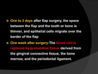  One to 3 days after flap surgery, the space
between the flap and the tooth or bone is
thinner, and epithelial cells migrate over the
border of the flap
 One week after surgery‐The blood clot is
replaced by granulation tissue derived from
the gingival connective tissue, the bone
marrow, and the periodontal ligament.
 