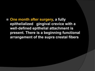 One month after surgery, a fully
epithelialized gingival crevice with a
well‐defined epithelial attachment is
present. There is a beginning functional
arrangement of the supra crestal fibers
 