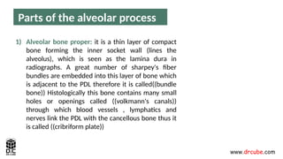 Perio Lec 4 alveolar process .pptxpppppp | PPTX