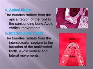 Interradicular Root Perioontal ligament lecture | PPT