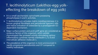 T. lecithinolyticum (Lekithos-egg yolk-
effecting the breakdown of egg yolk)
 It is a small saccharolytic spirochaete possessing
phospholipase A and C activities.
 T. lecithinolyticum activates matrix metalloproteinase-2 in
human gingival fibroblasts and periodontal ligament cells
and induce activation of osteoclast by a prostaglandin E2-
dependent mechanism.
 Major surface protein and prcA-prtP gene are considered as
virulence factors of this organism, which exhibit
chymotrypsin like protease activity stimulating various
inflammatory cytokines namely interleukin-1, 6, 8 and
intercellular adhesion molecule-1.
 The prevalence of this organism is more pronounced in
rapidly progressive periodontitis and CP compared to
healthy individuals.
 