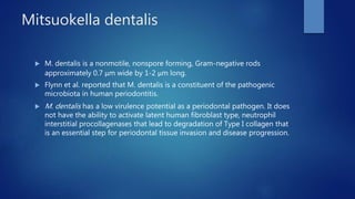 Mitsuokella dentalis
 M. dentalis is a nonmotile, nonspore forming, Gram-negative rods
approximately 0.7 μm wide by 1-2 μm long.
 Flynn et al. reported that M. dentalis is a constituent of the pathogenic
microbiota in human periodontitis.
 M. dentalis has a low virulence potential as a periodontal pathogen. It does
not have the ability to activate latent human fibroblast type, neutrophil
interstitial procollagenases that lead to degradation of Type I collagen that
is an essential step for periodontal tissue invasion and disease progression.
 