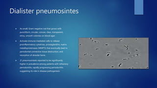 Dialister pneumosintes
 As small, Gram-negative rod that grows with
punctiform, circular, convex, clear, transparent,
shiny, smooth colonies on blood agar.
 Activate immune-mediated cells to release
proinflammatory cytokines, prostaglandins, matrix
metalloproteinases (MMP'S) that eventually lead to
periodontal connective tissue destruction, and
resorption of alveolar bone.
 D. pneumosintesis reported to be significantly
higher in prevalence among patients with refractory
periodontitis, rapidly progressing periodontitis
suggesting its role in disease pathogenesis
 