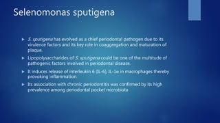 Selenomonas sputigena
 S. sputigena has evolved as a chief periodontal pathogen due to its
virulence factors and its key role in coaggregation and maturation of
plaque.
 Lipopolysaccharides of S. sputigena could be one of the multitude of
pathogenic factors involved in periodontal disease.
 It induces release of interleukin 6 (IL-6), IL-1α in macrophages thereby
provoking inflammation.
 Its association with chronic periodontitis was confirmed by its high
prevalence among periodontal pocket microbiota
 