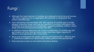 Fungi :
 Although the main reservoir of candida sp is believed to be the buccal mucosa
, the micro organism can co-aggregate with bacterial in subgingival and
adhere epithelial cells.
 Such interactions are associated with with capacity of candida spp to invade
gingival conjuctive tissue, and may be important in micrbial colonization that
contribute to progression of oral alteration caused by diabetes mellitus, certain
drugs and immunosuppressive disease like AIDS.
 In addition immune defecience can result in proliferation of candida spp and
germination of forms that are more virulent and have higher capacity to
adhere to and penetrate cells in host tissue
 Baros et al investigated the genetic diversity and exoenzymes C. albicans and
C. dubilinesis isolated from systemically healthy patients with periodontitis
 Mucormycosis is seen as most destructing bone disease.
 